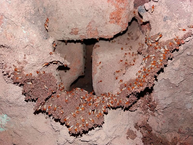 Termites_Building